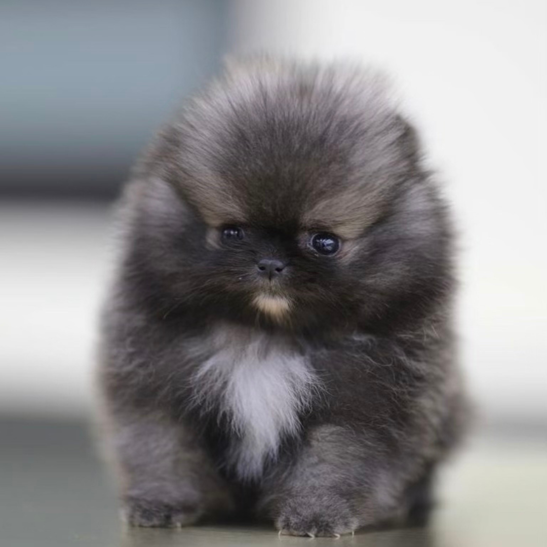 Merle Chocolate Pomeranian Teddy Bear (male)